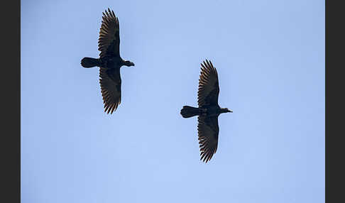 Erzrabe (Corvus crassirostris)