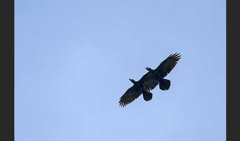 Erzrabe (Corvus crassirostris)