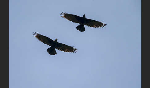 Erzrabe (Corvus crassirostris)