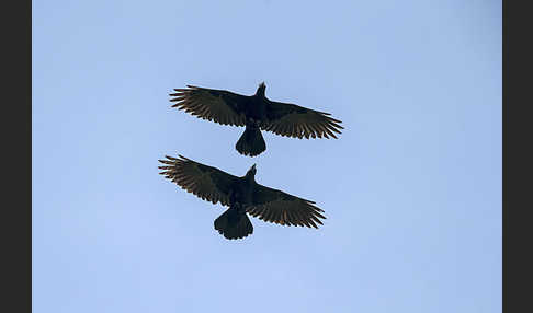 Erzrabe (Corvus crassirostris)