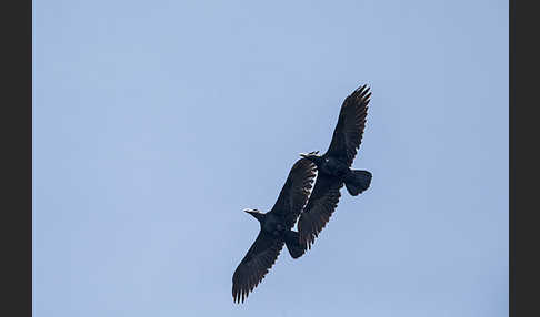 Erzrabe (Corvus crassirostris)