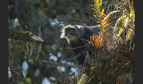 Diademmeerkatze (Cercopithecus mitis)