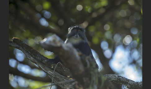 Diademmeerkatze (Cercopithecus mitis)