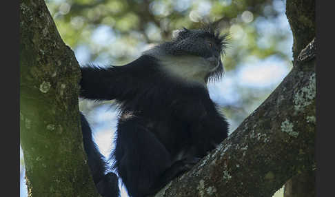 Diademmeerkatze (Cercopithecus mitis)