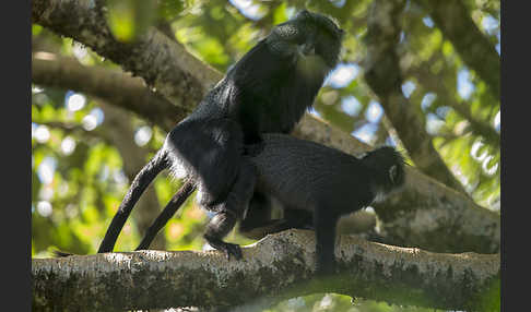 Diademmeerkatze (Cercopithecus mitis)