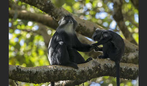 Diademmeerkatze (Cercopithecus mitis)