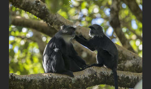 Diademmeerkatze (Cercopithecus mitis)