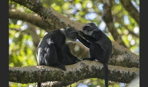 Diademmeerkatze (Cercopithecus mitis)