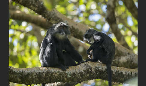 Diademmeerkatze (Cercopithecus mitis)