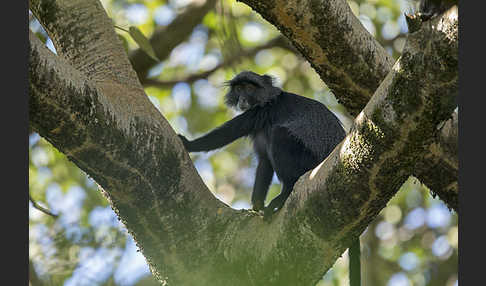 Diademmeerkatze (Cercopithecus mitis)