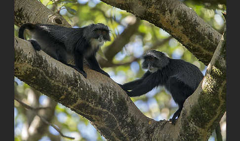 Diademmeerkatze (Cercopithecus mitis)