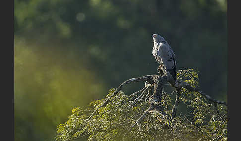 Höhlenweihe (Polyboroides typus)