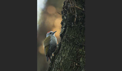 Graubrustspecht (Mesopicos goertae)