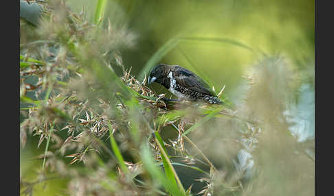 Glanzelsterchen (Spermestes bicolor)