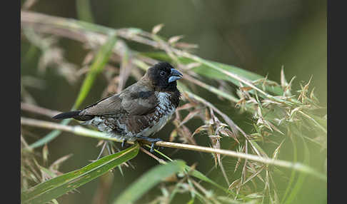 Glanzelsterchen (Spermestes bicolor)