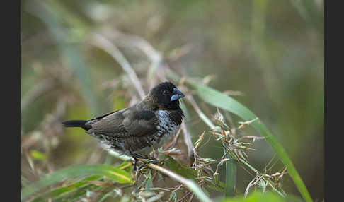 Glanzelsterchen (Spermestes bicolor)