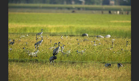 Kranich (Grus grus)