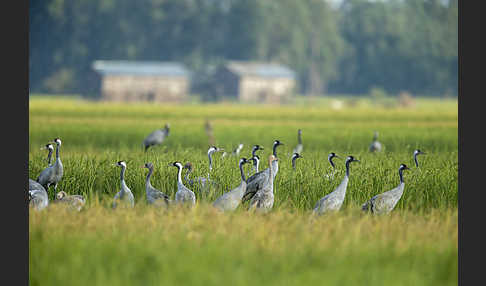 Kranich (Grus grus)