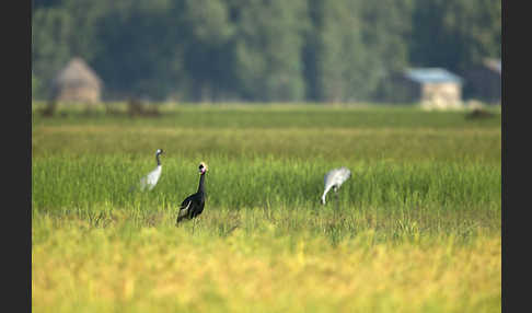 Kronenkranich (Balearica pavonina)