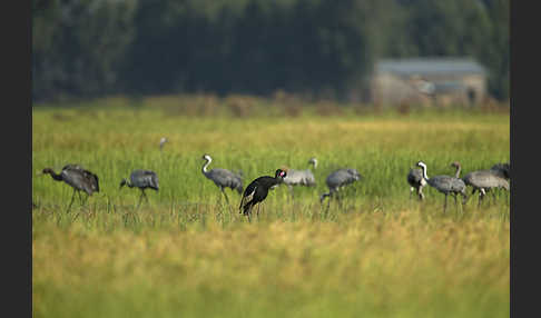 Kronenkranich (Balearica pavonina)