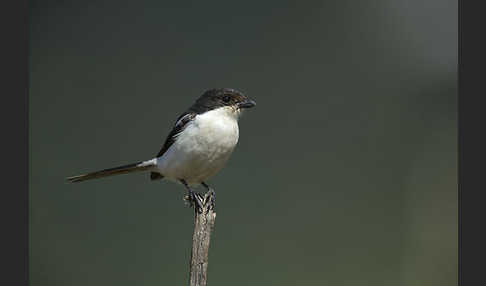 Fiscalwürger (Lanius collaris)