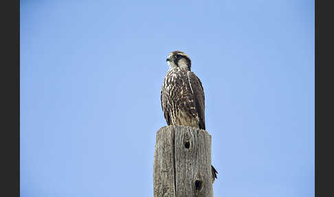 Lannerfalke sspec.2 (Falco biarmicus abyssinicus)