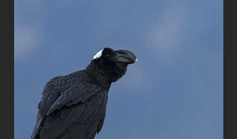 Erzrabe (Corvus crassirostris)