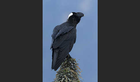 Erzrabe (Corvus crassirostris)