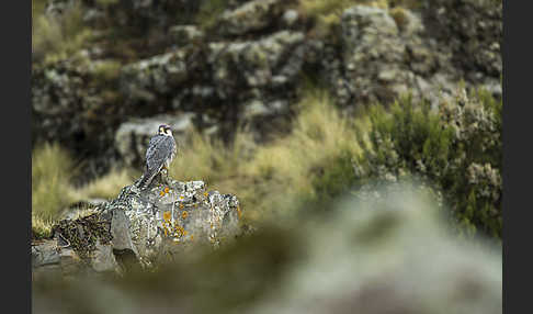 Lannerfalke sspec.2 (Falco biarmicus abyssinicus)