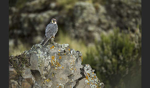 Lannerfalke sspec.2 (Falco biarmicus abyssinicus)