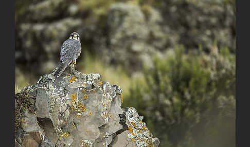 Lannerfalke sspec.2 (Falco biarmicus abyssinicus)