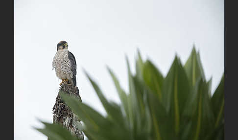 Lannerfalke sspec.2 (Falco biarmicus abyssinicus)