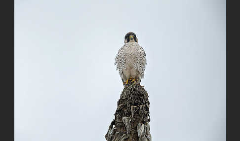 Lannerfalke sspec.2 (Falco biarmicus abyssinicus)