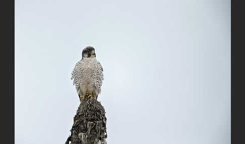 Lannerfalke sspec.2 (Falco biarmicus abyssinicus)