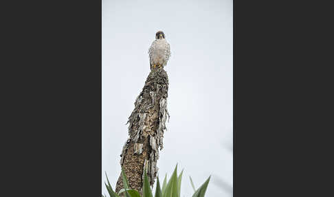 Lannerfalke sspec.2 (Falco biarmicus abyssinicus)