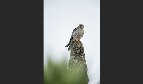 Lannerfalke sspec.2 (Falco biarmicus abyssinicus)