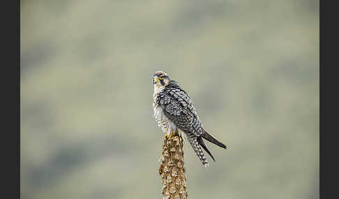 Lannerfalke sspec.2 (Falco biarmicus abyssinicus)