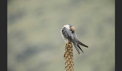 Lannerfalke sspec.2 (Falco biarmicus abyssinicus)