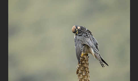 Lannerfalke sspec.2 (Falco biarmicus abyssinicus)