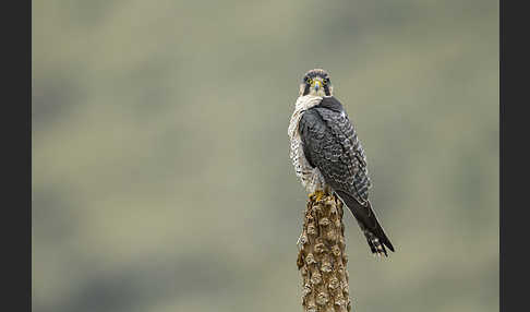 Lannerfalke sspec.2 (Falco biarmicus abyssinicus)