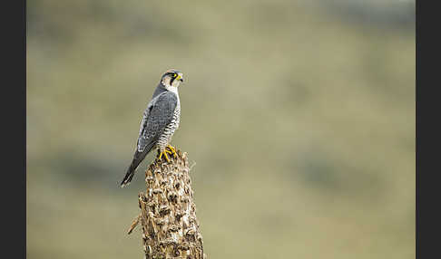 Lannerfalke sspec.2 (Falco biarmicus abyssinicus)