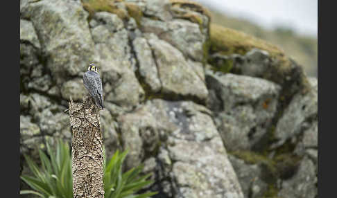 Lannerfalke sspec.2 (Falco biarmicus abyssinicus)