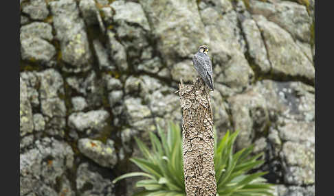 Lannerfalke sspec.2 (Falco biarmicus abyssinicus)