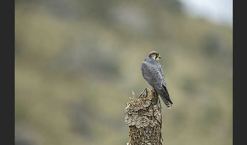 Lannerfalke sspec.2 (Falco biarmicus abyssinicus)