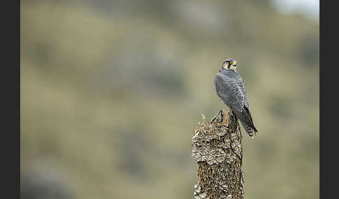 Lannerfalke sspec.2 (Falco biarmicus abyssinicus)