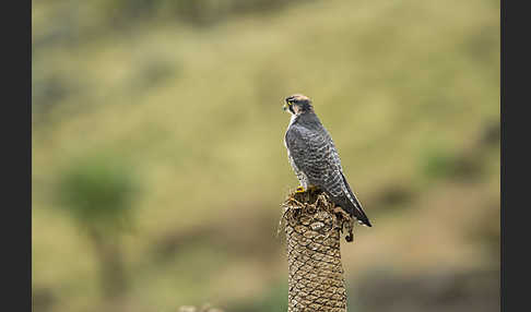 Lannerfalke sspec.2 (Falco biarmicus abyssinicus)