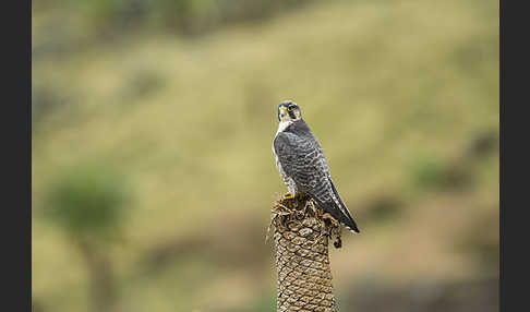 Lannerfalke sspec.2 (Falco biarmicus abyssinicus)