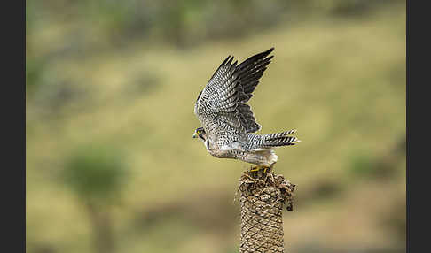 Lannerfalke sspec.2 (Falco biarmicus abyssinicus)