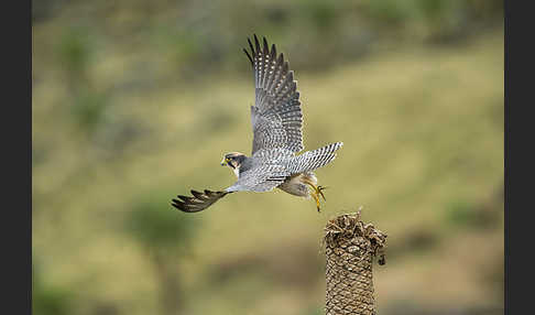 Lannerfalke sspec.2 (Falco biarmicus abyssinicus)