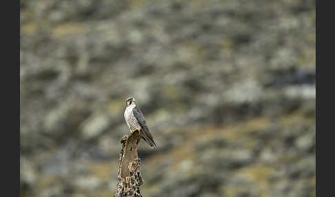 Lannerfalke sspec.2 (Falco biarmicus abyssinicus)